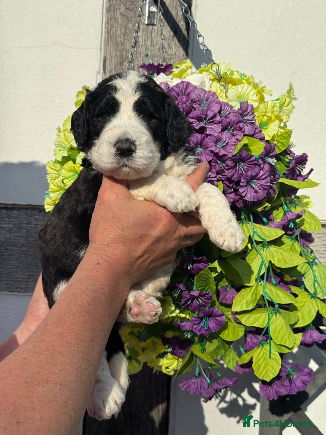 Saint Bernard dogs for sale: F1 st doodles puppies for sale - Image 29