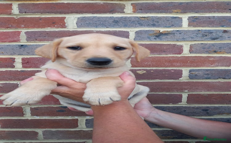 Labrador Retriever dogs in East Grinstead - Advert 1