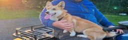 Welsh Corgi Pembroke dogs for sale: Welsh Pembroke Corgi Boy LovingFriendly & Neutered - Advert 3