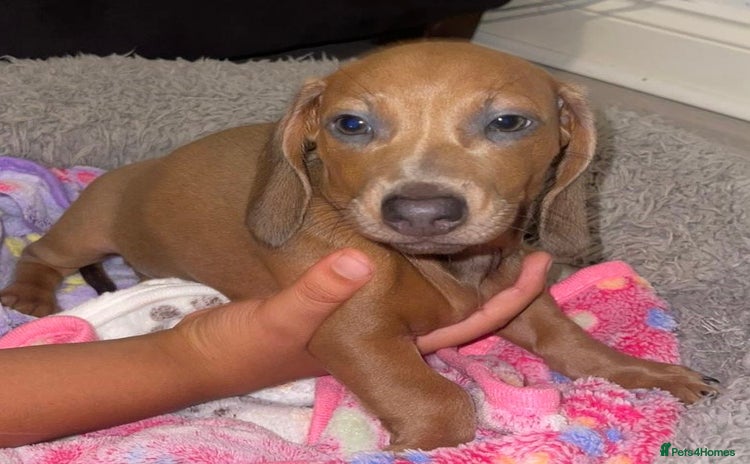 Miniature Dachshund dogs - Advert 1
