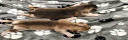 Mixed Breed dogs for sale: Dakota Sport Retrievers - Advert 33