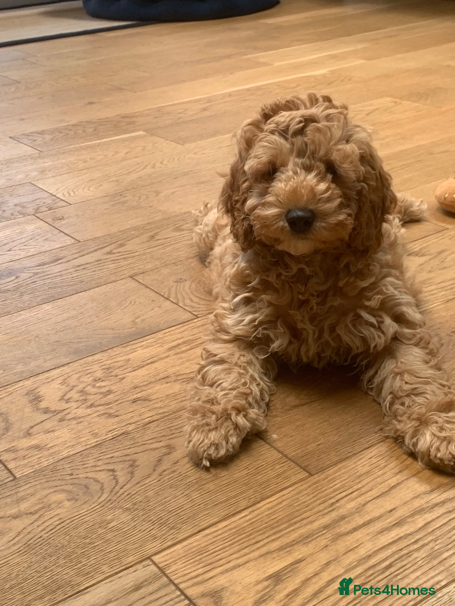 Aussiedoodle dogs Miniature Aussie Double Doddle puppies  - Advert 2