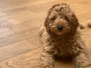 Aussiedoodle dogs Miniature Aussie Double Doddle puppies - Advert 2