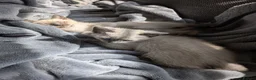 Ragdoll cats for sale: Two shorthaired Ragdolls - Ready now  - Advert 3
