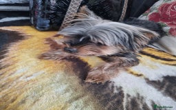 Yorkshire Terrier dogs for sale: MALE dog - Image 2