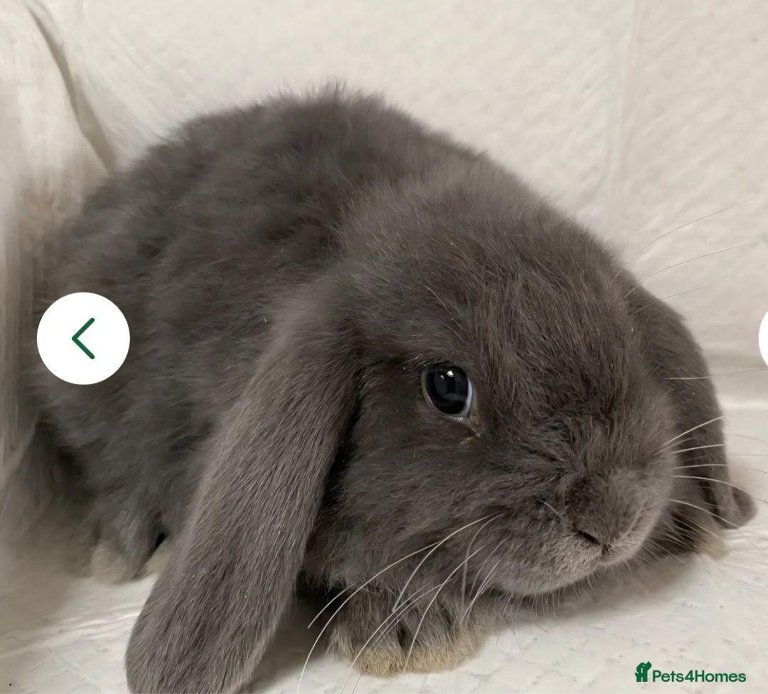 Mini Lop rabbits 2 Rabbits - Advert 2