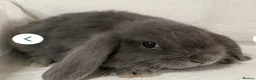 Mini Lop rabbits for sale: 2 Rabbits in Bradford - Advert 1