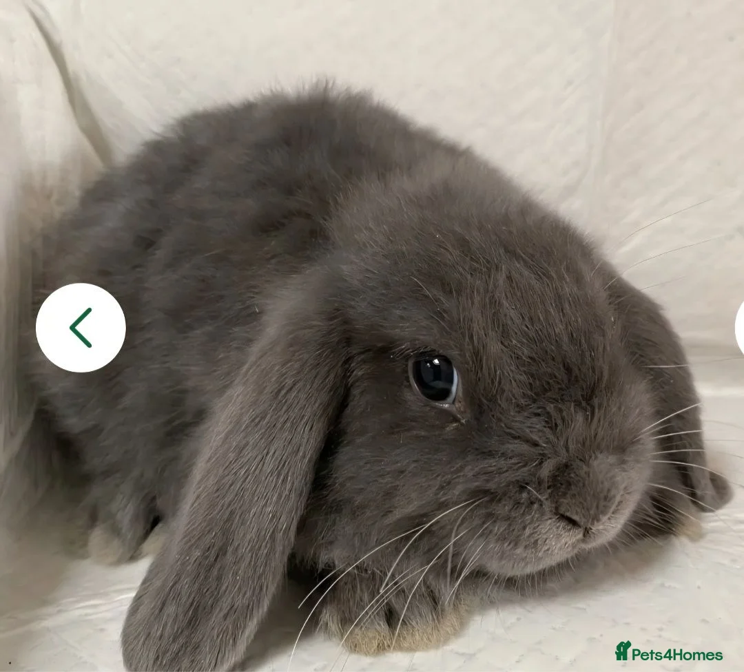 Mini Lop rabbits for sale: 2 Rabbits in Bradford - Advert 1