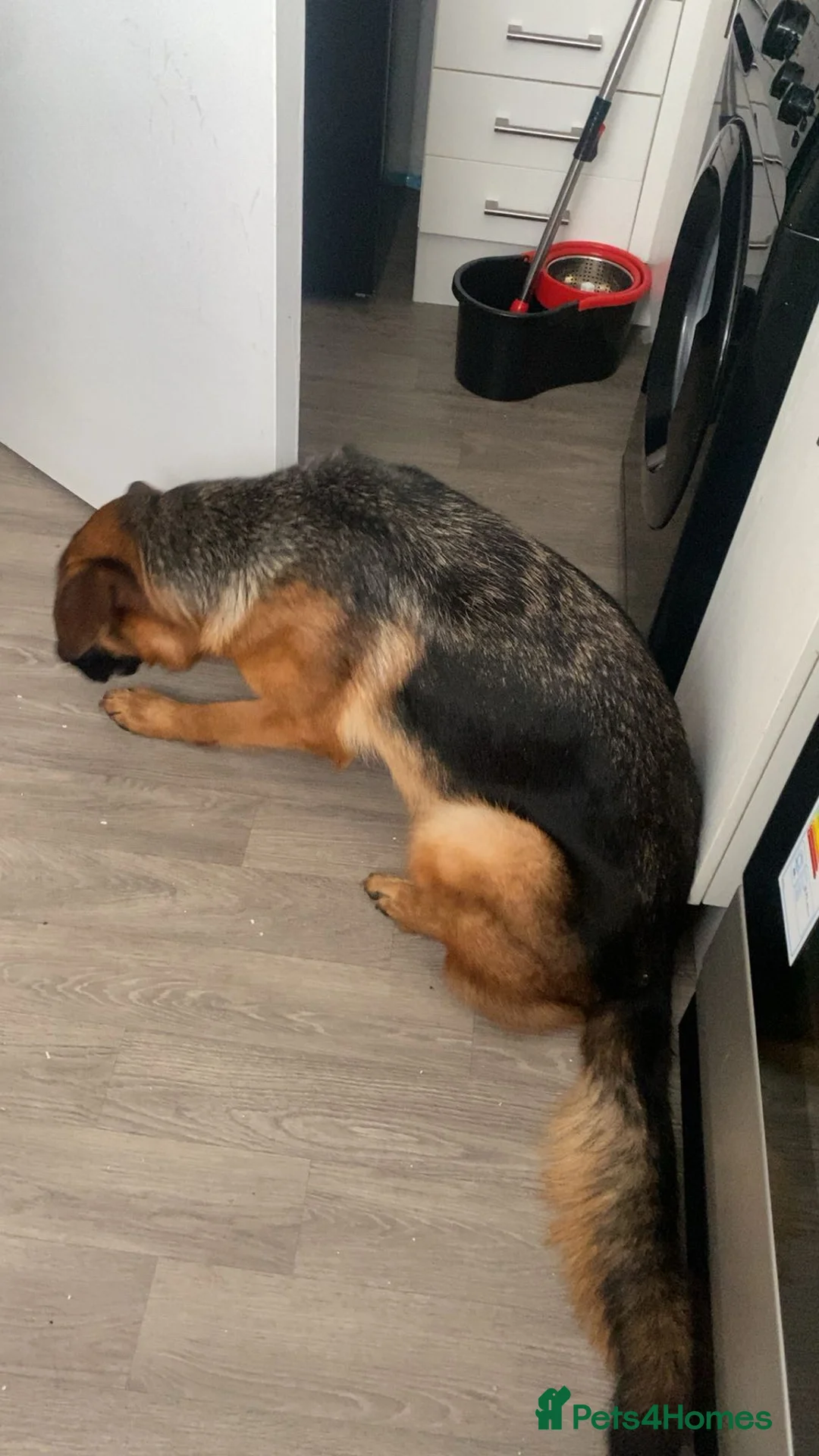 German Shepherd dogs for sale: HIGHprotection - performance ex police GSD  - Advert 12