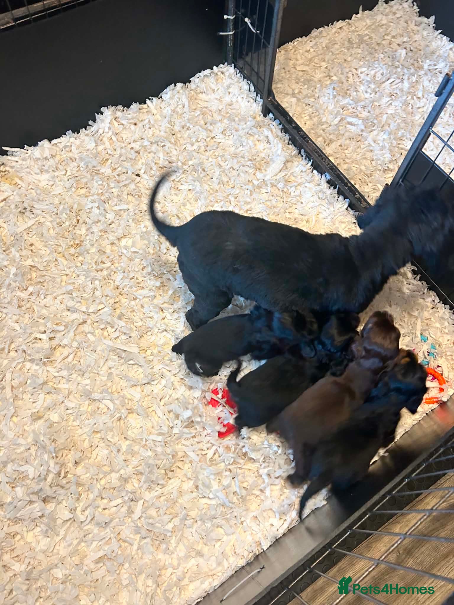 Mixed Breed dogs for sale: Stunning Colonial Cocker Spaniel Girls - Advert 11