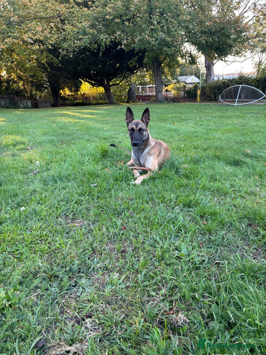 Belgian Shepherd Dog dogs for sale:  Sadie 1 Year Old Belgian Malinois, Smart & Loving - Advert 8