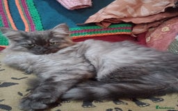 Maine Coon cats for sale: Male maine coon kitten. - Image 4