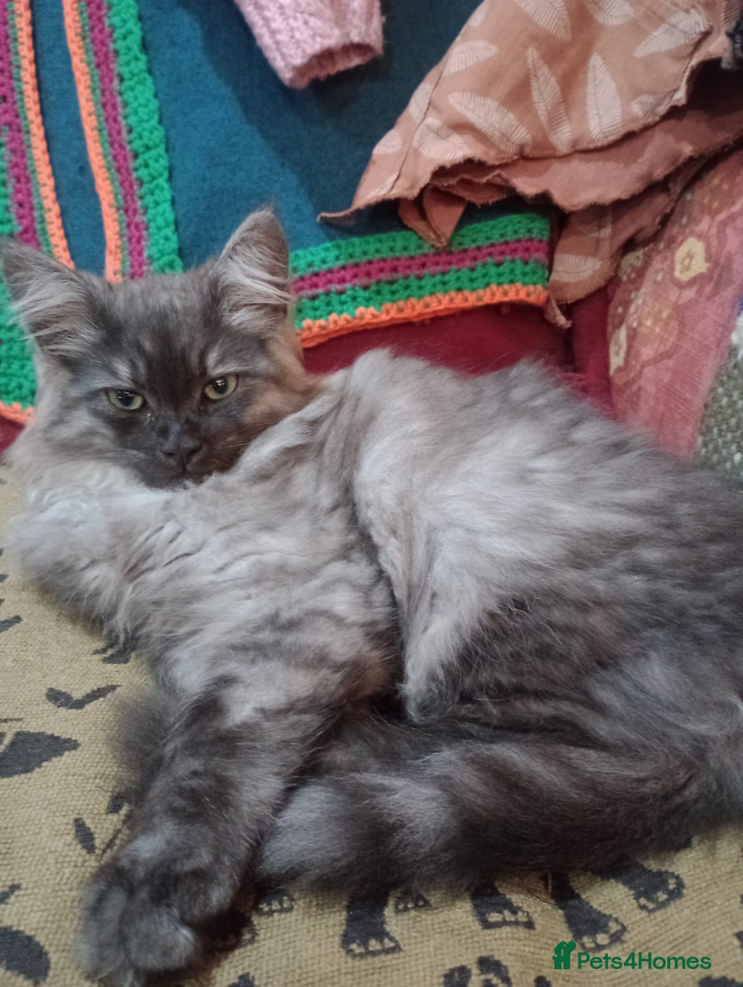 Maine Coon cats for sale: Male maine coon kitten. - Image 4