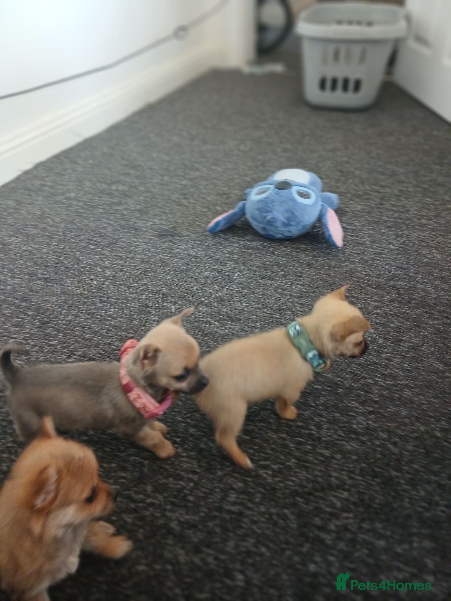 Chihuahua dogs Beautiful  chihuahua  puppies  - Advert 1