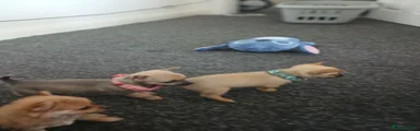 Chihuahua 2