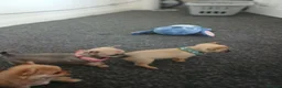 Chihuahua dogs for sale: Beautiful  chihuahua  puppies  - Advert 1