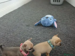 Chihuahua dogs Beautiful chihuahua puppies - Advert 1