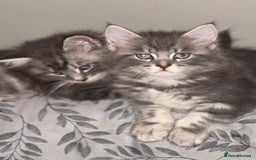 Maine Coon cats for sale: 4 beautiful Smoke gray Maine coon kittens for sale - Image 4