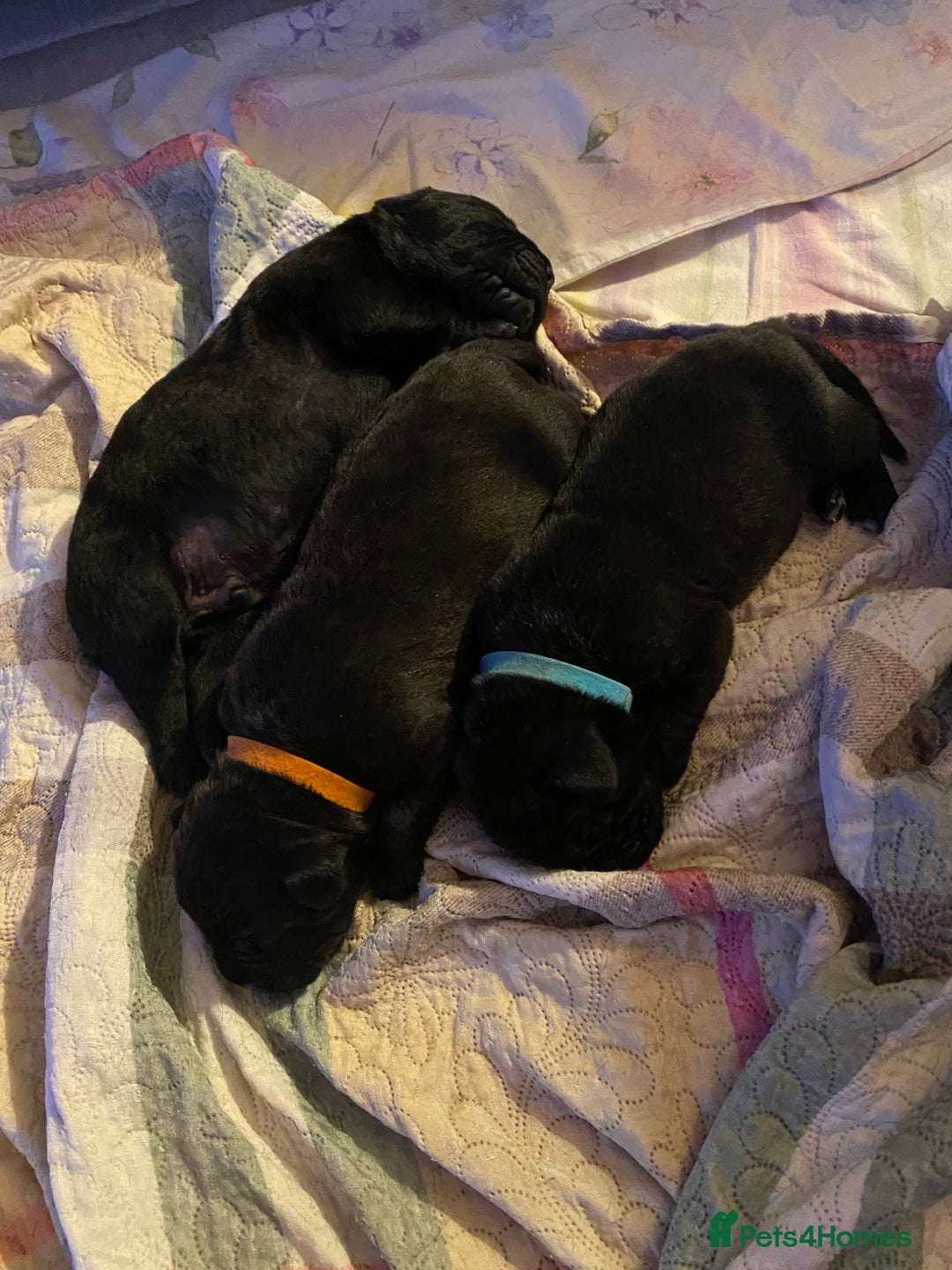 Cane Corso dogs for sale: Cane Corso Puppies Looking for Their Forever Homes - Advert 10