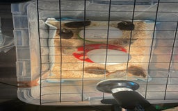 Quail poultry for sale: Quail - Advert 2