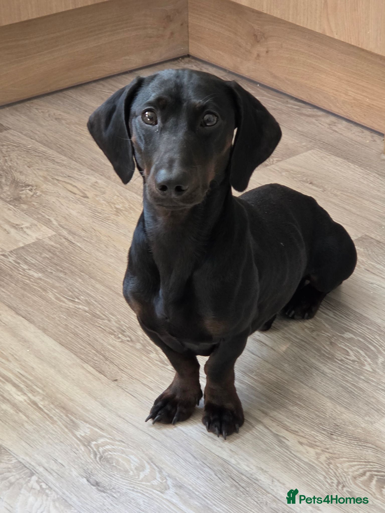 Dachshund dogs entire male standard dachshund for rehoming.. - Advert 1