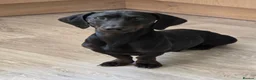Dachshund dogs for sale: entire male standard dachshund for rehoming.. in Wigton - Advert 1