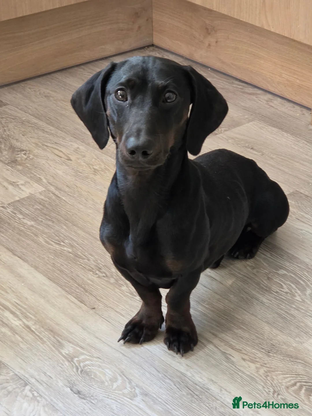 Dachshund dogs for sale: entire male standard dachshund for rehoming.. in Wigton - Advert 1