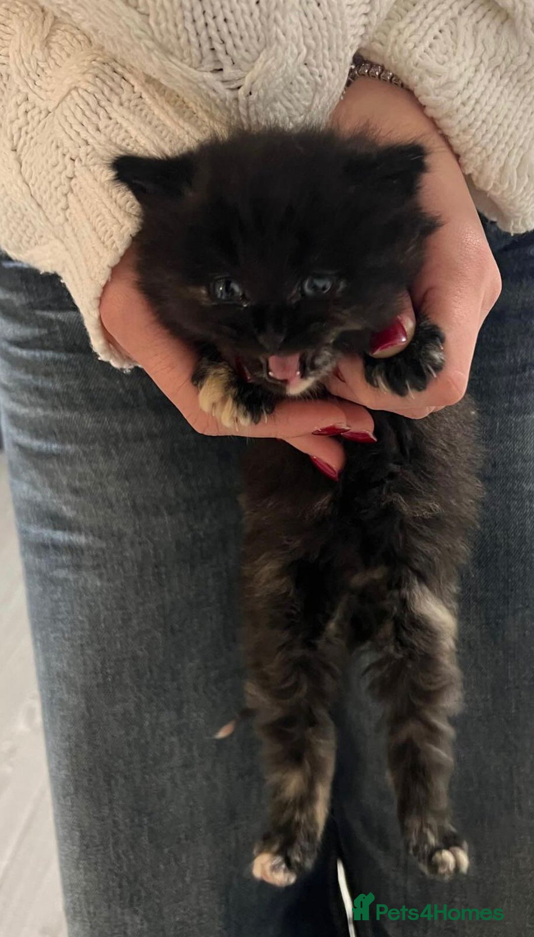 Turkish Angora cats for sale: Kittens for sale - Healthy,Clean & Well cared  - Advert 2