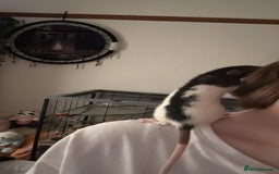 Rat rodents for sale: 2 dumbo Rex rats and one normal dumbo rat - Image 5