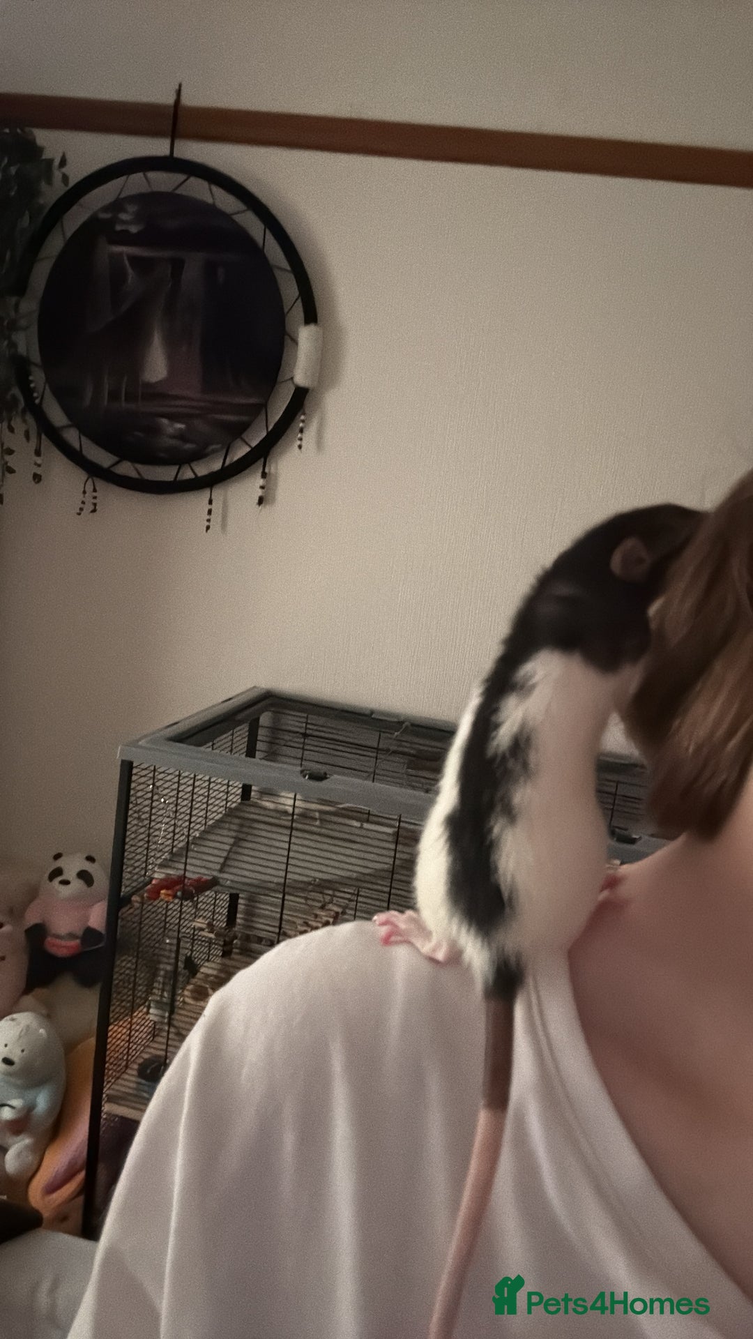 Rat rodents for sale: 2 dumbo Rex rats and one normal dumbo rat - Image 5