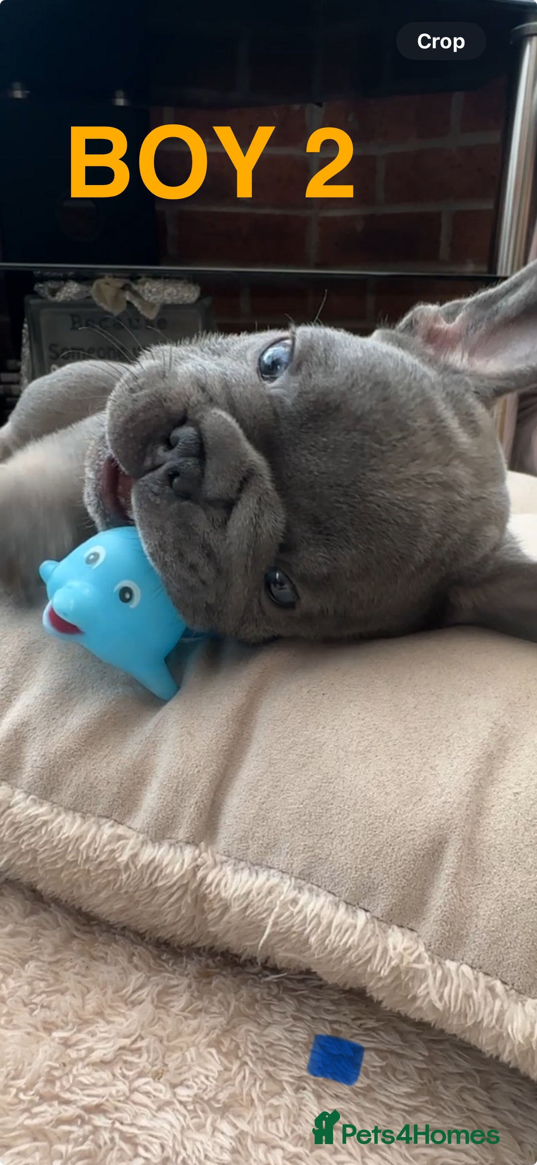 French Bulldog dogs for sale: French Bulldogs - Image 4