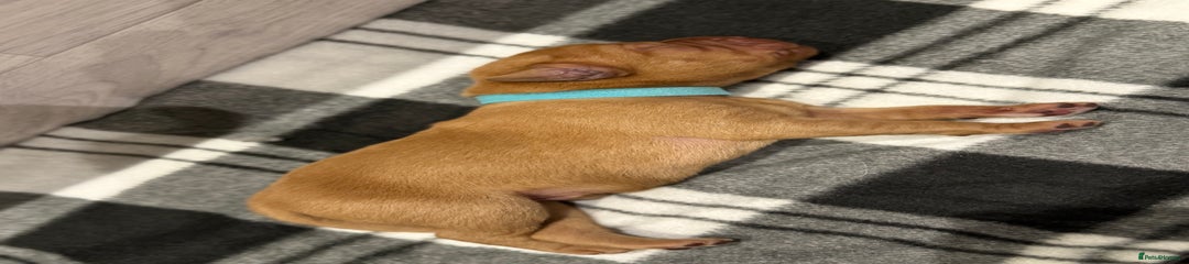 Labrador Retriever Puppy 7