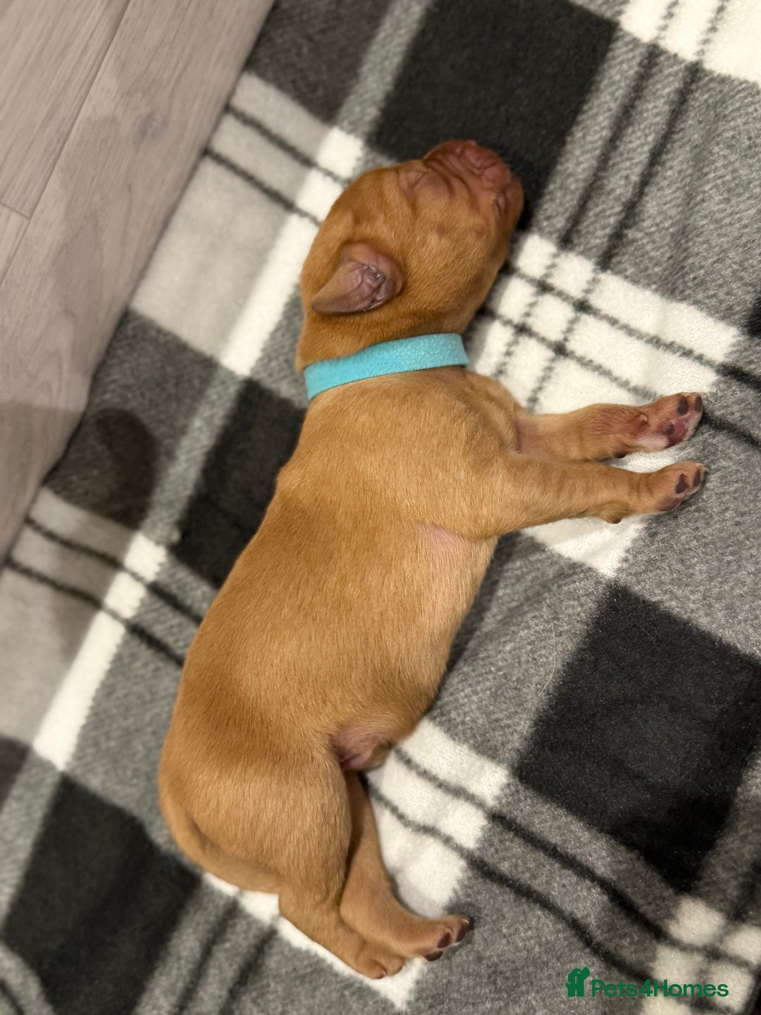 Labrador Retriever dogs for sale: Fox Red Lab Pups 🐶🩵 - Image 11