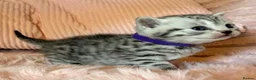 British Shorthair cats for sale: Beautiful bsh kittens  - Advert 19