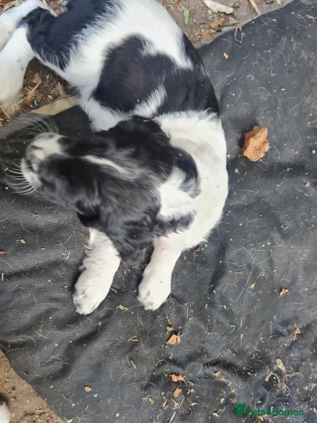 English Springer Spaniel dogs for sale: Two boys left  - Advert 6
