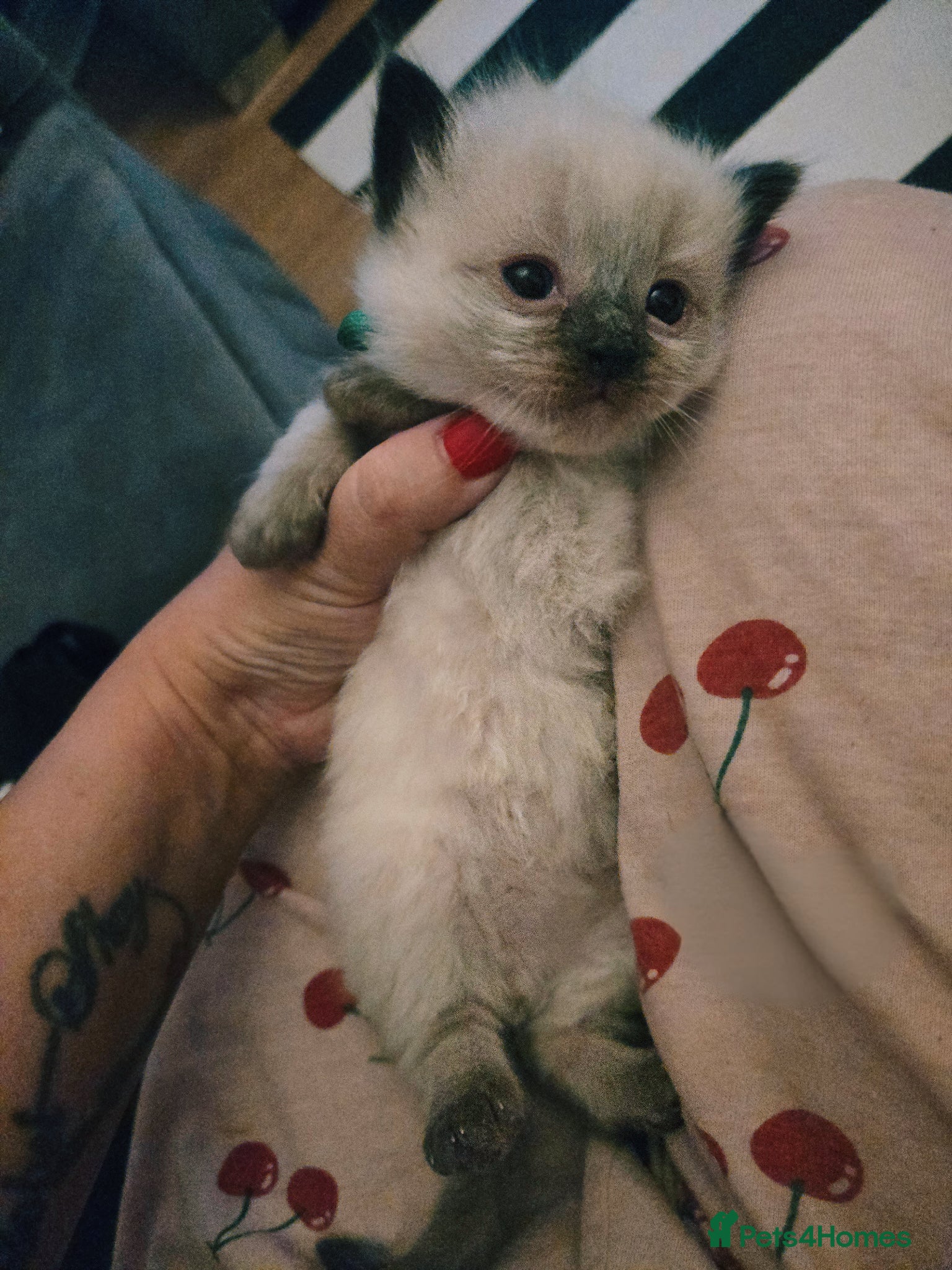 Ragdoll cats for sale: Stunning litter of Purebred Ragdoll kittens - Advert 16