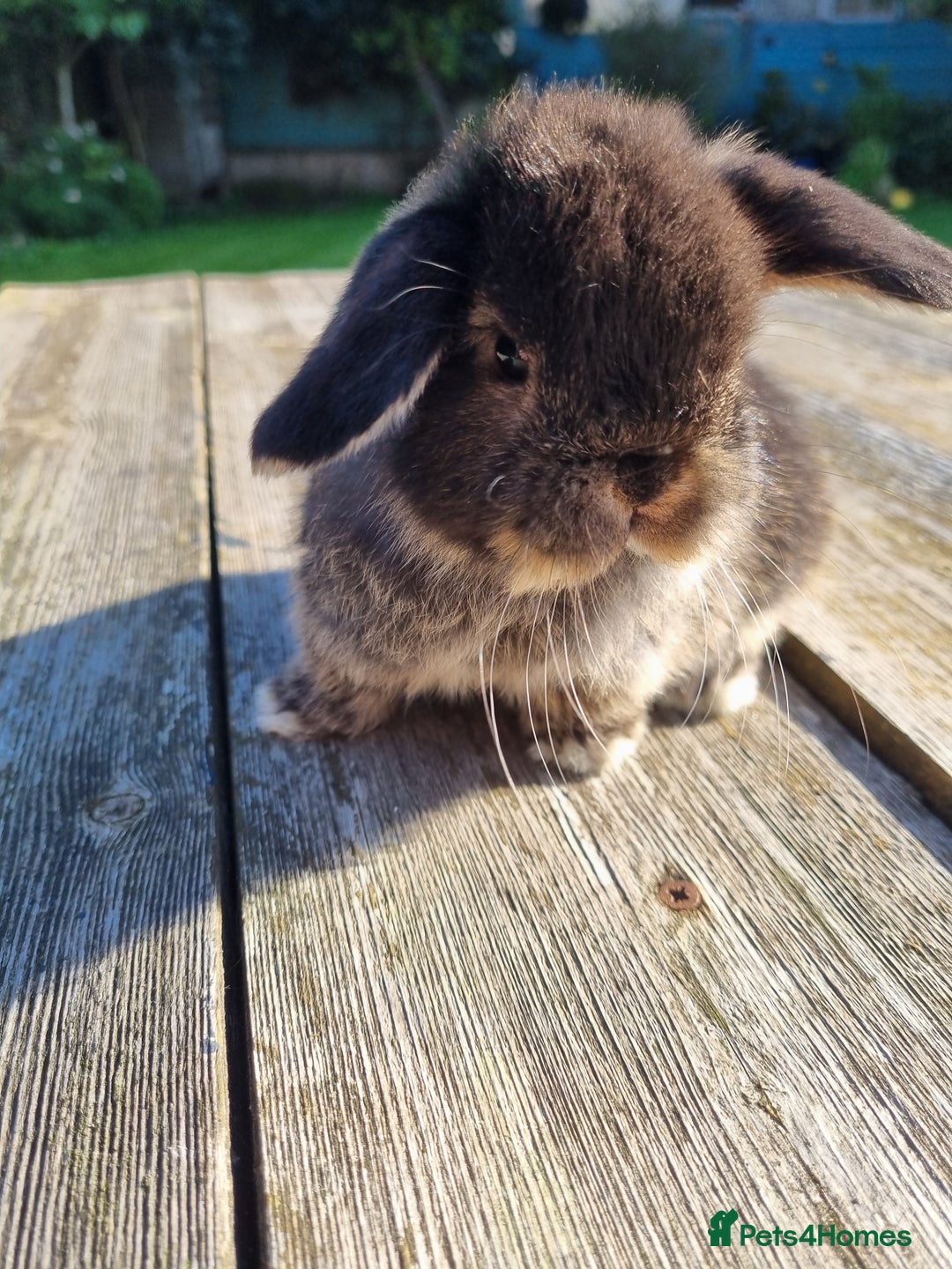 Mini Lop rabbits for sale: Mini lop babies *RESERVED* - Image 4
