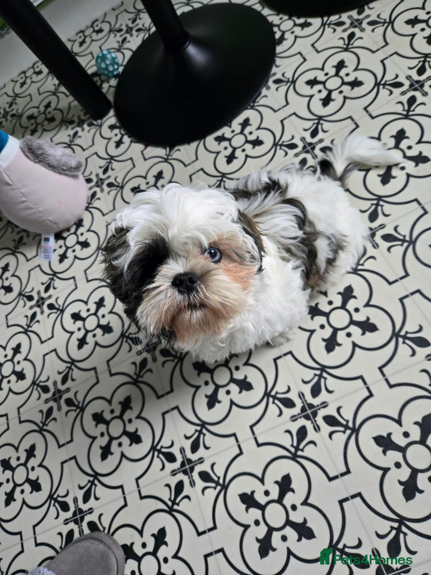 Shih Tzu dogs for sale: Beautiful Shih Tzu Boy Looking for a Forever Home - Advert 1