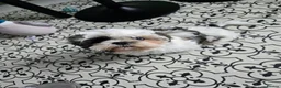 Shih Tzu dogs for sale: Beautiful Shih Tzu Boy Looking for a Forever Home - Advert 1