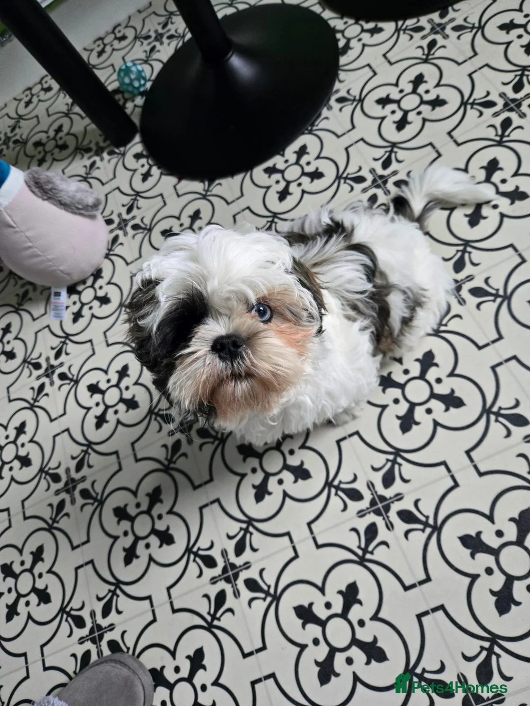 Shih Tzu dogs for sale: Beautiful Shih Tzu Boy Looking for a Forever Home - Advert 1