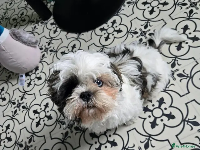 Shih Tzu dogs for sale: Beautiful Shih Tzu Boy Looking for a Forever Home - Advert 1
