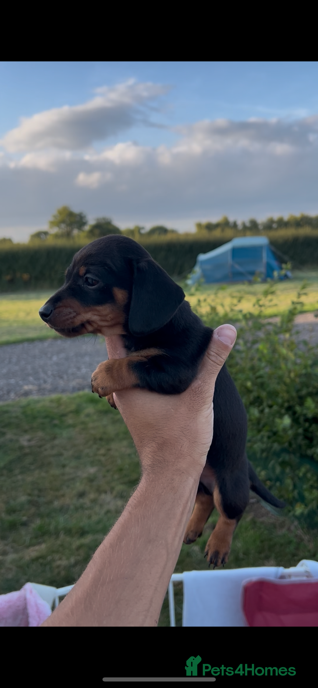 Miniature Dachshund dogs for sale: Dachunds  - Image 3