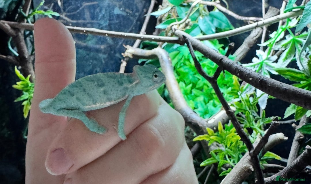 Gecko reptiles for sale: Lizards for rehome  - few to choose from  in Nottingham - Image 15