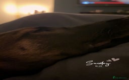 Mixed Breed dogs for sale: Belgian shepherd x greyhound - Advert 1