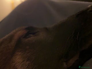 Mixed Breed dogs for sale: Belgian shepherd x greyhound - Advert 1