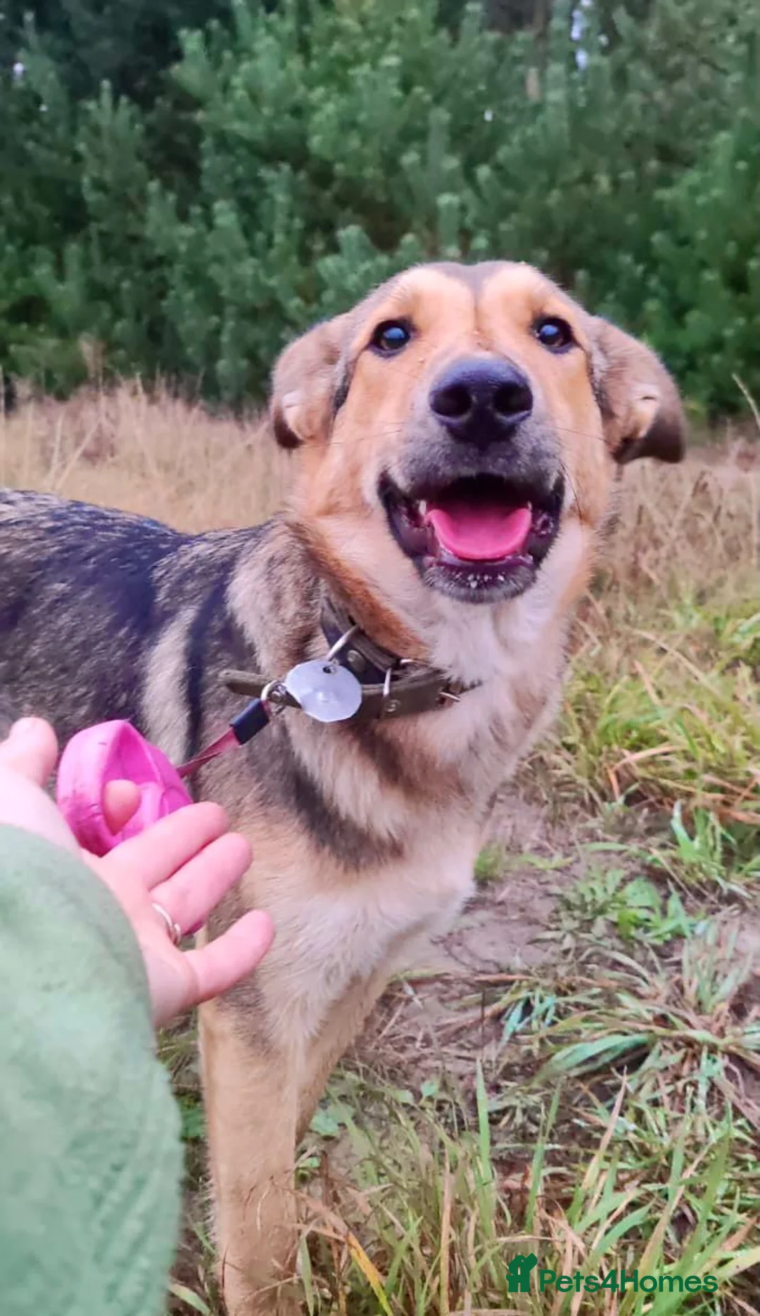 German Shepherd dogs for adoption: SHAYLA – German Shepherd (Female) - Advert 2