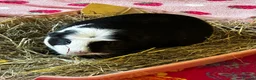 Guinea Pig rodents for sale: Pair of bonded female guinea pigs  in Plymouth - Advert 7