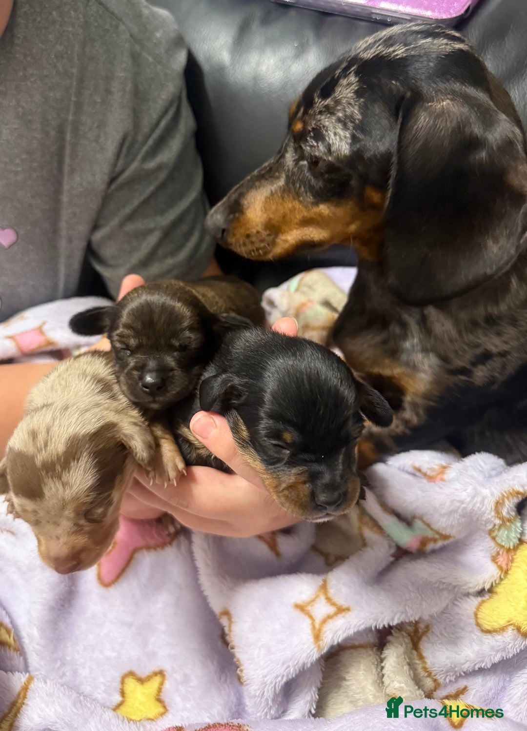 Mixed Breed dogs for sale: miniature dachshunds  - Image 9