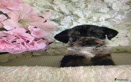 Jackapoo dogs for sale: ***READY NOW*** Gorgeous Jackapoo puppies - Image 10