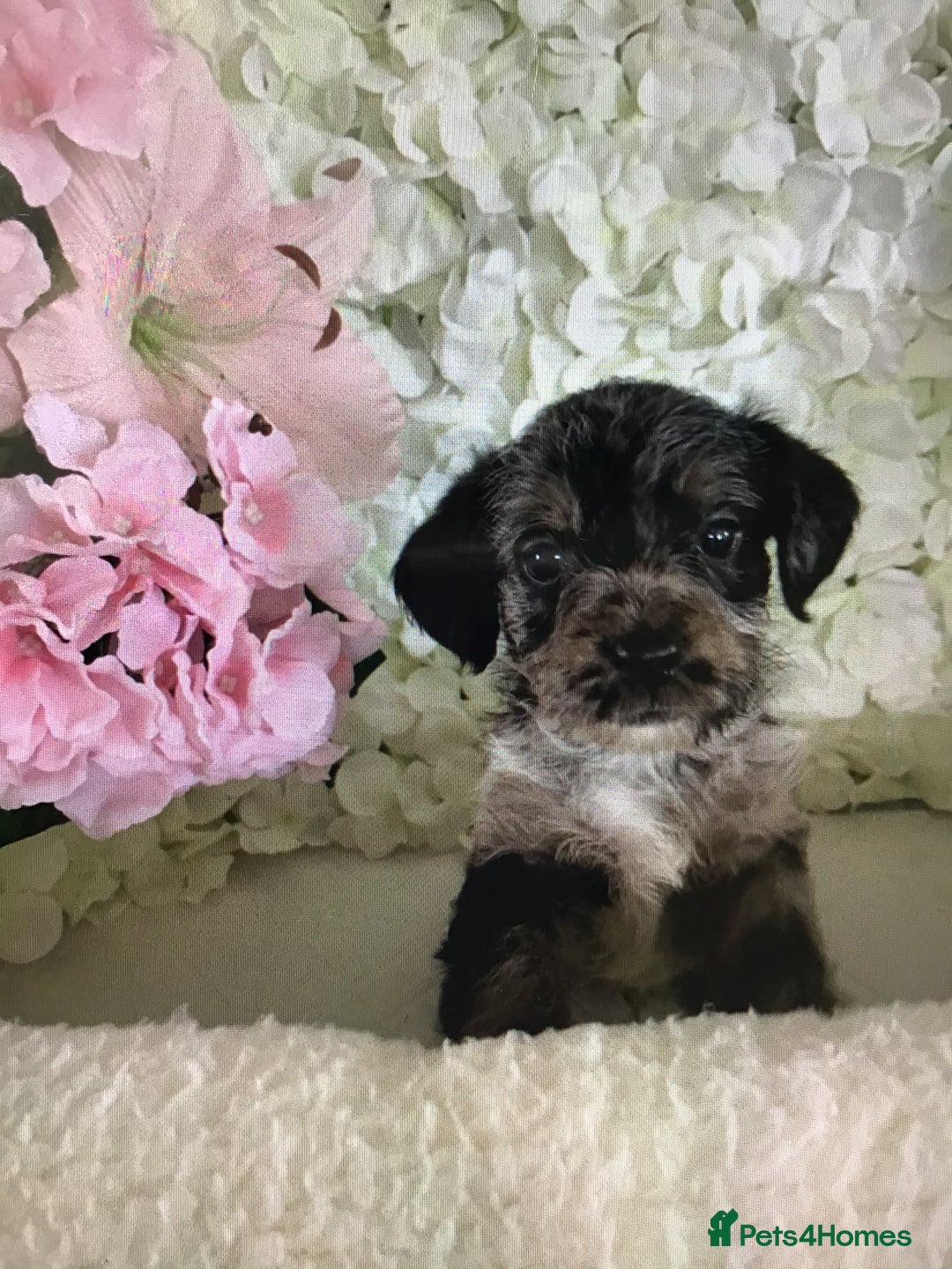 Jackapoo dogs for sale: ***READY NOW*** Gorgeous Jackapoo puppies - Image 10